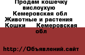 Продам кошечку вислоухую - Кемеровская обл. Животные и растения » Кошки   . Кемеровская обл.